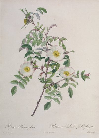 Rosa Redutea glauca, incisa da Chapuy, pubblicata da Remond da Pierre Joseph Redouté